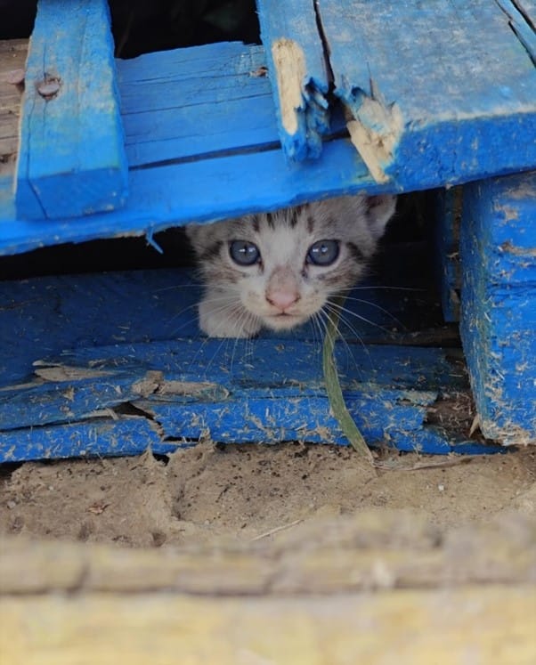little cat photo