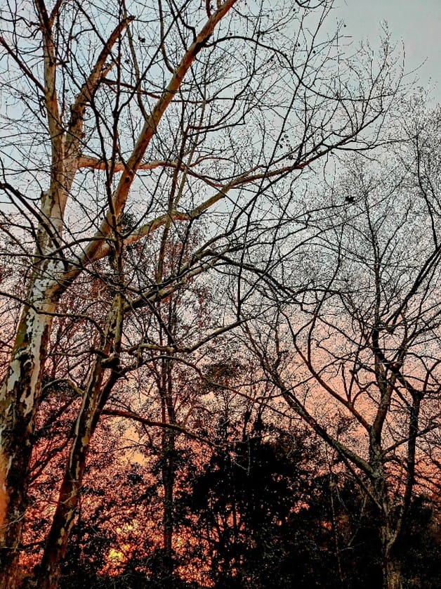 sunset with threes